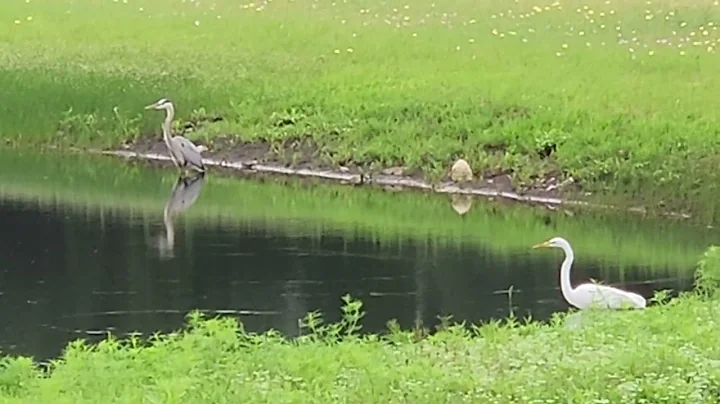 Two for one - Egret and Heron 202404 - DayDayNews