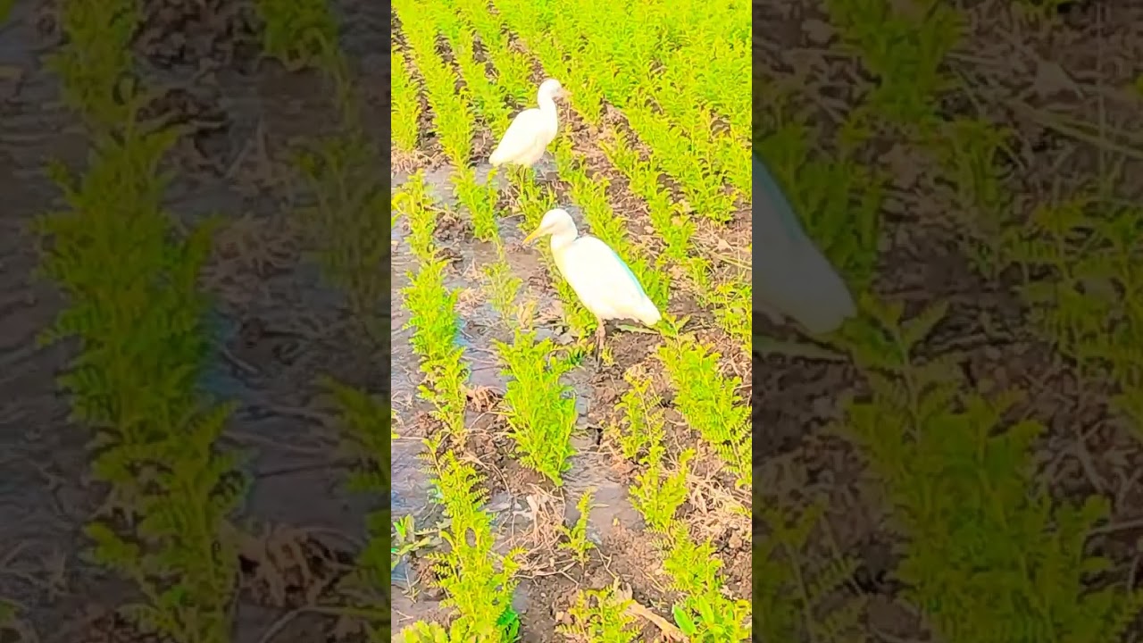 मेरे दिमाग में आजकल कोई जरूरत नहीं आ रही कहीं मैं सुधार तो नहीं गया 