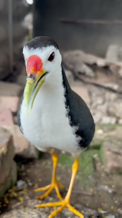 Chim Cuốc Kêu.