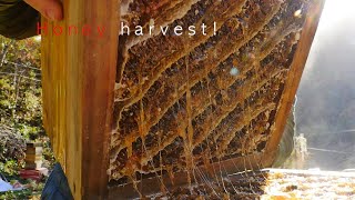 Honey harvest - Korean honey bee, Autumn