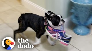 Tiny Puppy Is A Master Thief | The Dodo