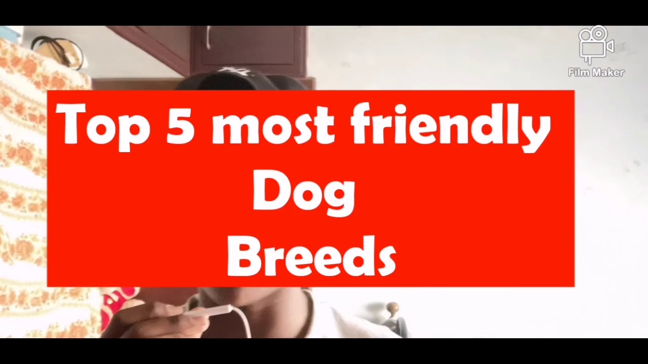 Top 5 most friendly dog breeds YouTube