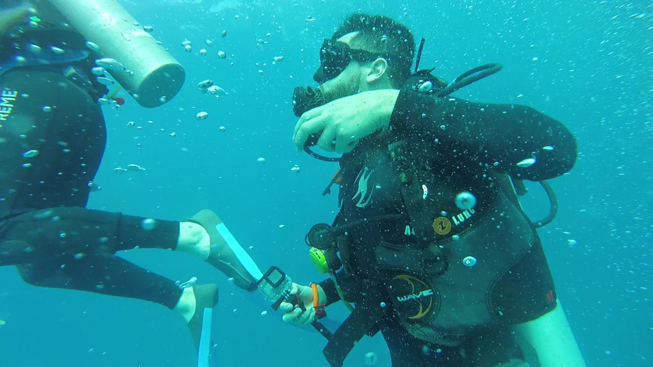 Diving with Bull Sharks in Playa Del Carmen - YouTube