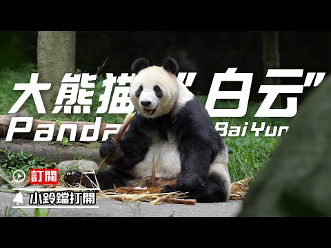 《熊貓主題趴》大熊貓“白雲”的養老生活 | iPanda熊貓頻道