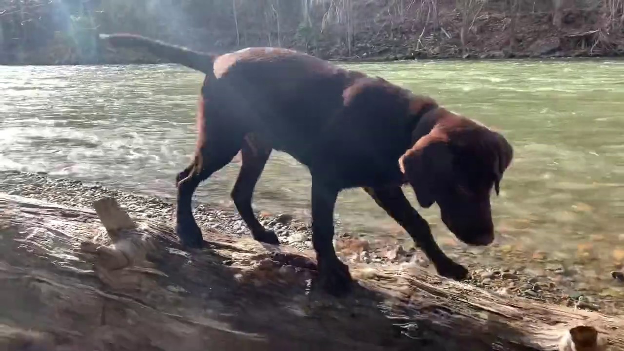 Dog training in a real adventure set | obedience & bondage