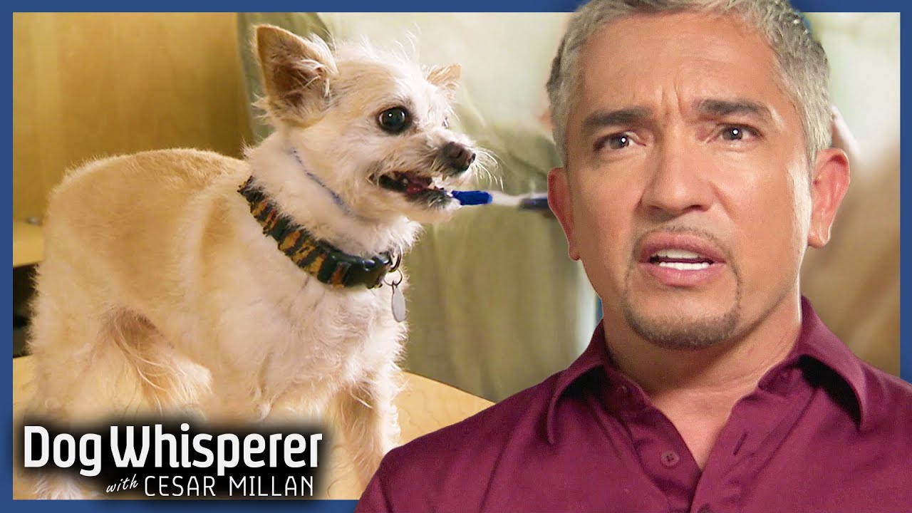Tiny Guard Dog Bites Back at Neighbors Full Episode Dog Whisperer