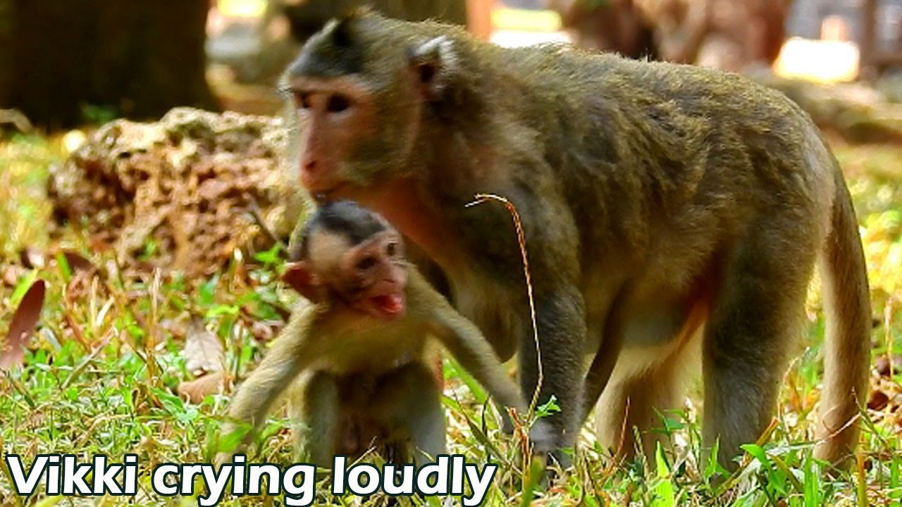 Baby Vikki cry...cry...angry mom don't allow milk her, she extremely