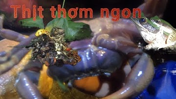 Cua đá, ếch rừng, cá suối ngon tuyệt