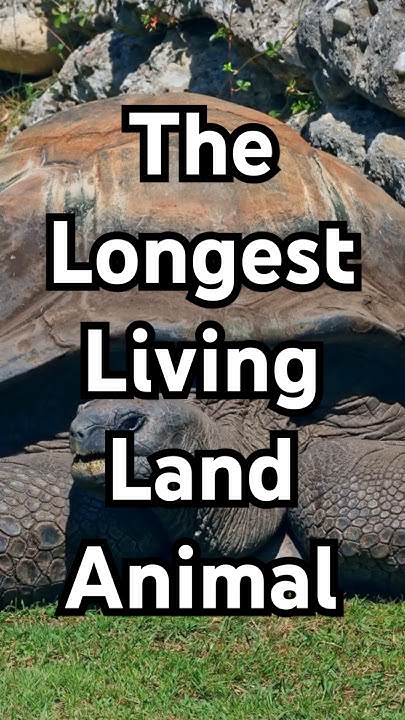 the-longest-living-land-animal-the-aldabra-giant-tortoise