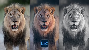 Pro Lightroom Tip: Add DEPTH & LIGHT to Wildlife Photos