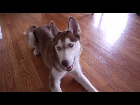 Ask Laika: Do you love Mishka?