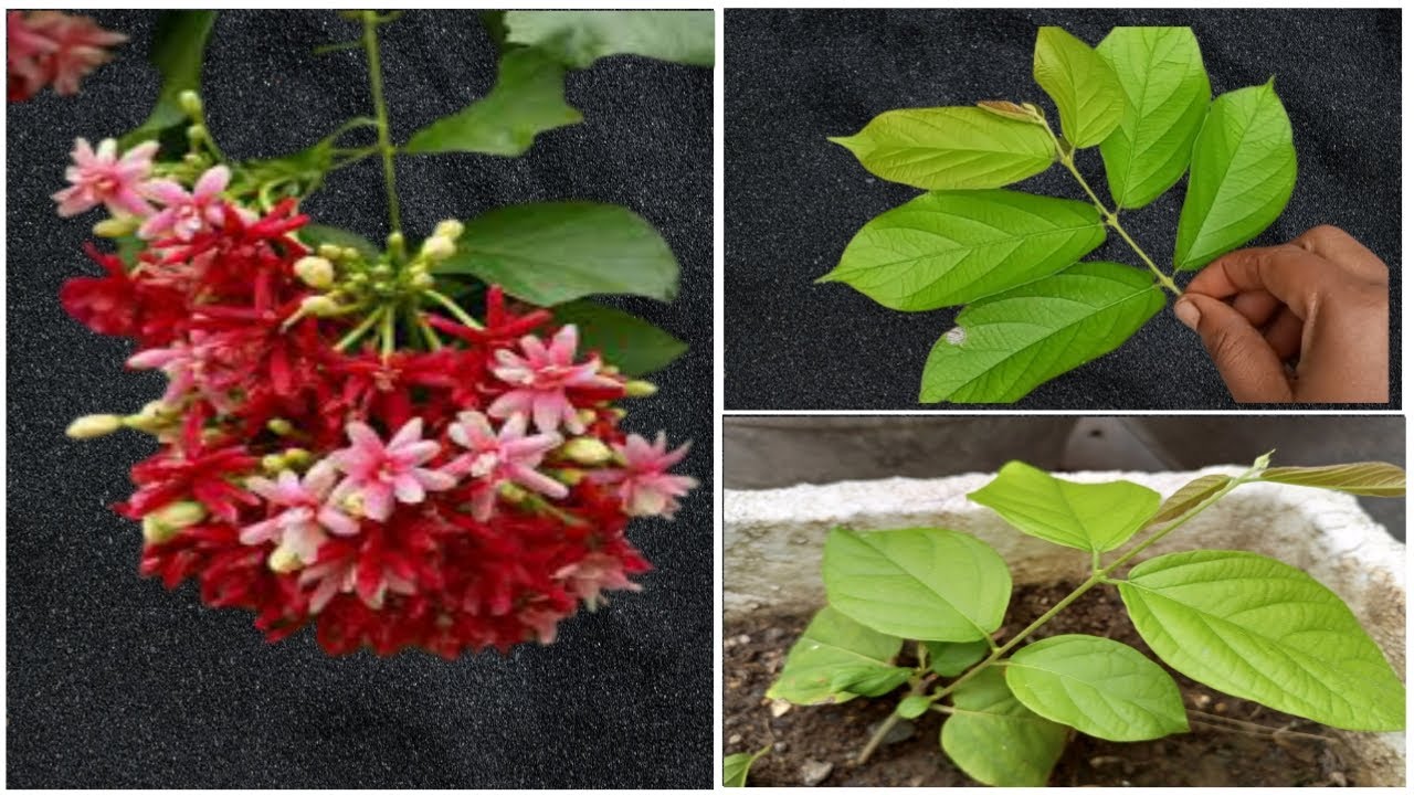 Rangoon Creeper I Madhumalti Plant l How to Grow Rangoon Creeper From