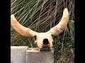 Bovine Skull | Don't Know What