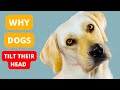 Why Dogs Tilt Their Heads When You Talk To Them