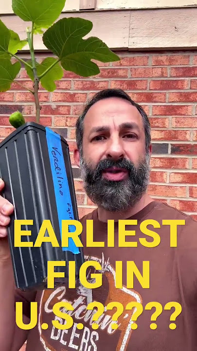 Earliest fig tree in the U.S.????