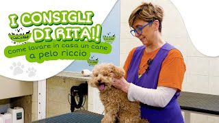 I Consigli di Rita - Tutorial su come lavare in casa un cane a pelo riccio