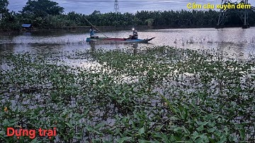 Dựng trại cắm câu xuyên đêm || Cá lóc già nổ muối hột ngọt thịt vô cùng