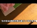 保護ねこちびまる　ケリケリしたろかぁー！