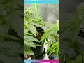 👀 Time lapse in the 2 x 3 tent before transplanting #420