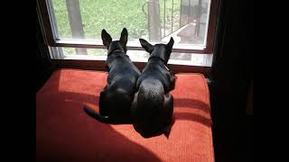 My babies playing and living great and spoiled. Love them