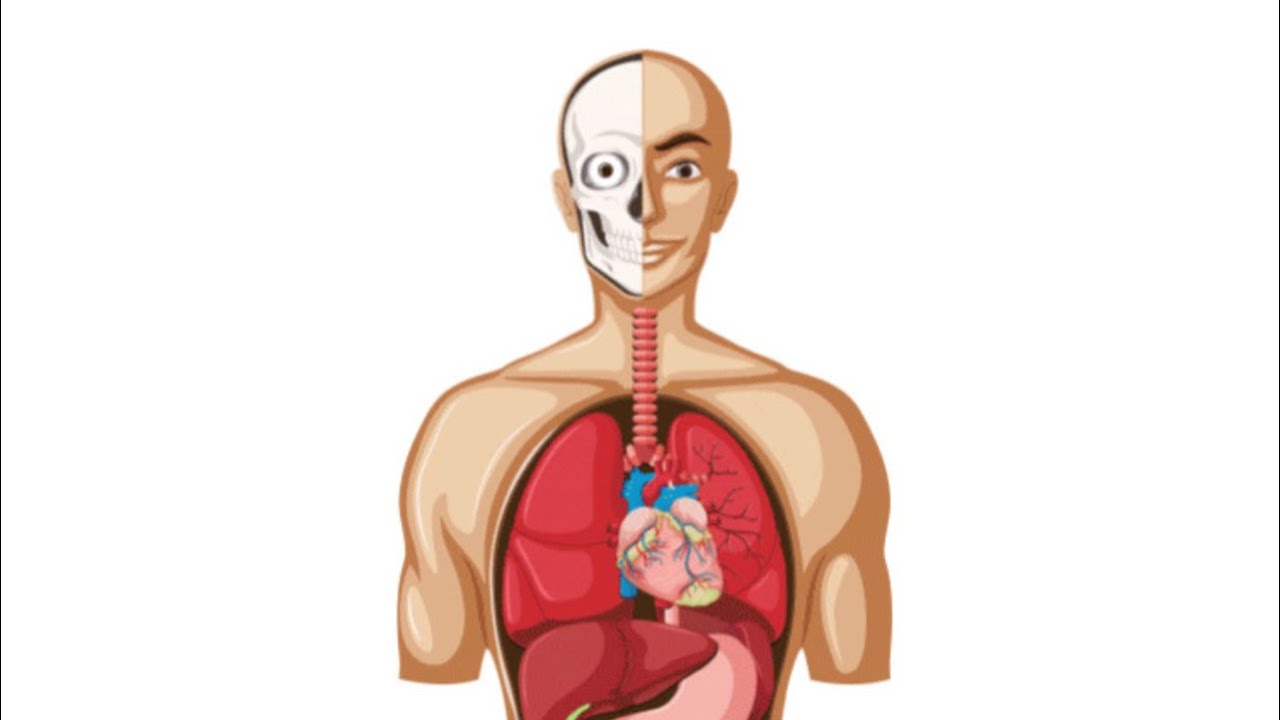 Lec 2 anatomy: body covering 