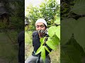 剪定して枝が枯れた経験ありますか? #園芸 #ガーデニング #shorts
