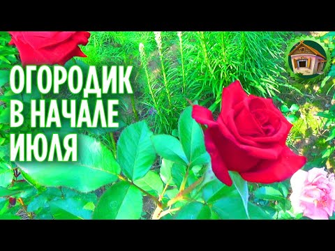 Мой огород в