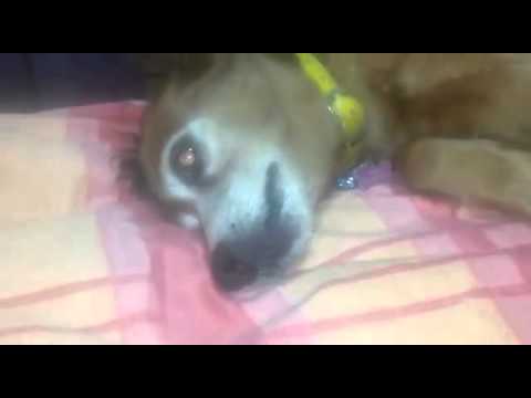 ხუმი და ნონი(1)