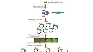 Optimization of Biosynthesis using Promoter Libraries