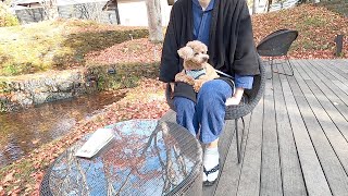 一泊20万円超高級旅館に愛犬と泊まってみたら本当に最高でした【トイプードル】