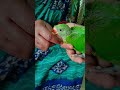 subscribe kardo 🙏🥺❤️ #parrot #babyparrot