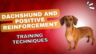 Dachshund and Positive Reinforcement: Training Techniques