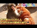 【激写】パンチくんに友達が出来ました2月22日　市川市動植物園
