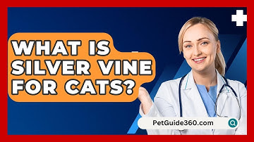 What Is Silver Vine For Cats? - PetGuide360.com