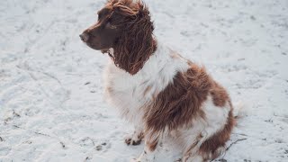 Exploring the Friendly and Intelligent English Springer Spaniel Temperament