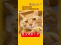 猫の爪とぎは尖らせてるだけじゃない #Shorts