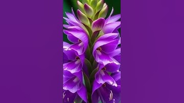 Thumbnail of The most beautiful flower #beautifull #shorts #nature #song #tose #love #hindisong#flowers