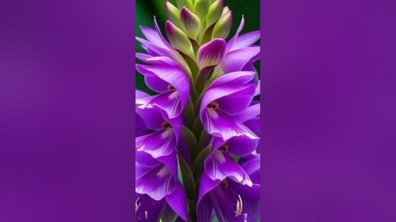 The most beautiful flower #beautifull #shorts #nature #song #tose #love #hindisong#flowers