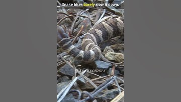 Pain doesn’t stop predators.🦡 #shortsanimals #shorts #facts #badgers #animals