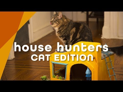 house-hunters:-cat-edition-–-hgtv-handmade