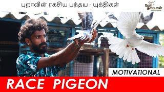 Download Lagu குறையுள்ள புறாக்களால் வெற்றி கண்ட நாயகன் | Successful Pigeon Racer's Story | Motivational MP3