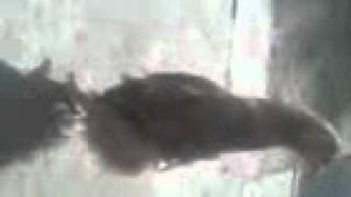 PolloPinguino.3gp