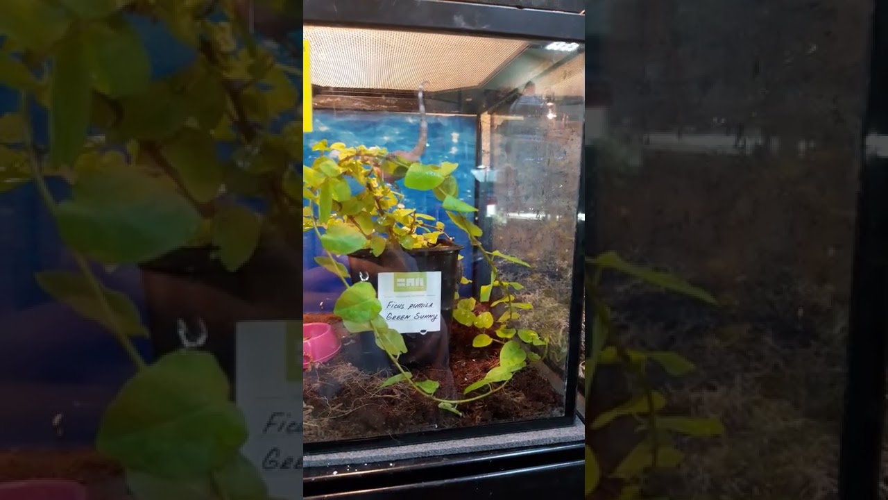 Полупалый геккон