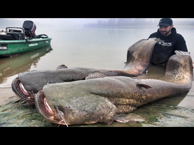 GOLIATH CATFISH 230 POUND 8,20 FEET RECORD FISH by YURI