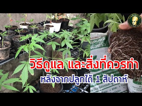 How to care for and what to do after growing cannabis for 1 week | Chef's Garden