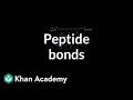 Peptide bonds: Formation and cleavage | Chemical processes | MCAT | Khan Academy