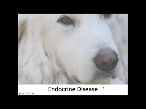 Video: Hvilket hormon ville mangle i et thyreoidektomeret dyr?