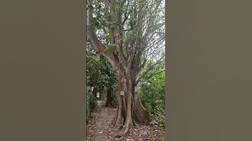 Em Bung Lụa Rơi Rụng Luôn Rồi #yeucuocsong #nhadep #travel #nature #tuduythanhcong