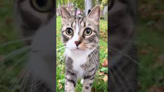 Graveyard kitty 🥰 spooky season is upon us !!!#cat #kitty #kitten #funnycats @rachel.and.cookie