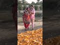 Pashto Najma Beautiful Local Dance